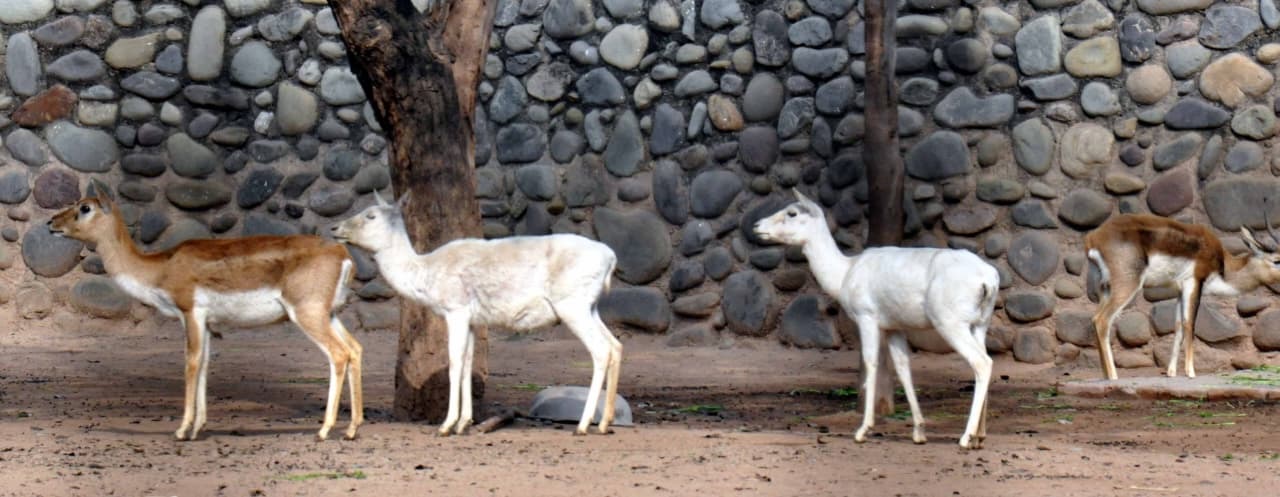 छत्तबीर चिड़ियाघर में गम और खुशी का मिला-जुला माहौल